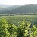 Flegi